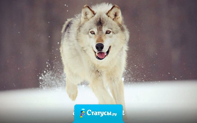 Я хочу остаться сумасшедшим, жить так, как я мечтаю, а не так, как хочется другим.