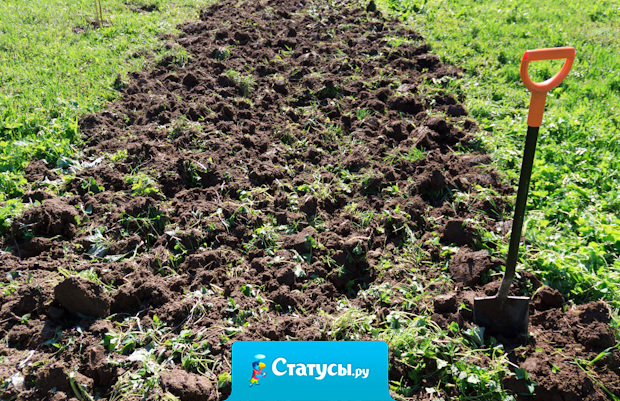 Мама решила устроить всем настоящий День Труда, когда объявила, что мы всей семьей едем копать огород.