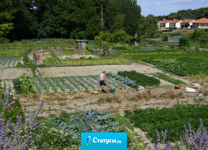 Кому шашлыки с пикниками, а мне огород вскапывать.