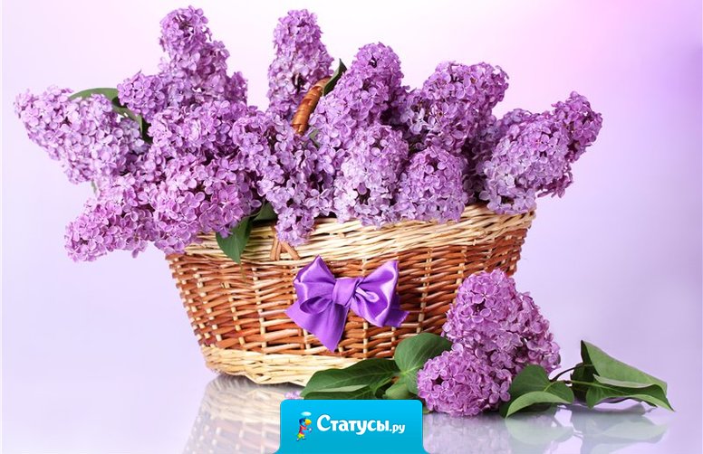 Примите наши поздравления в прекрасный, яркий, майский день! Пусть будет ваше настроение всегда цветущим, как сирень.