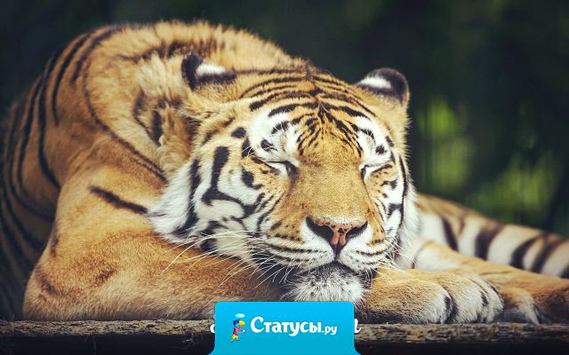 Иногда хочется лечь спать и повесить табличку с надписью - 