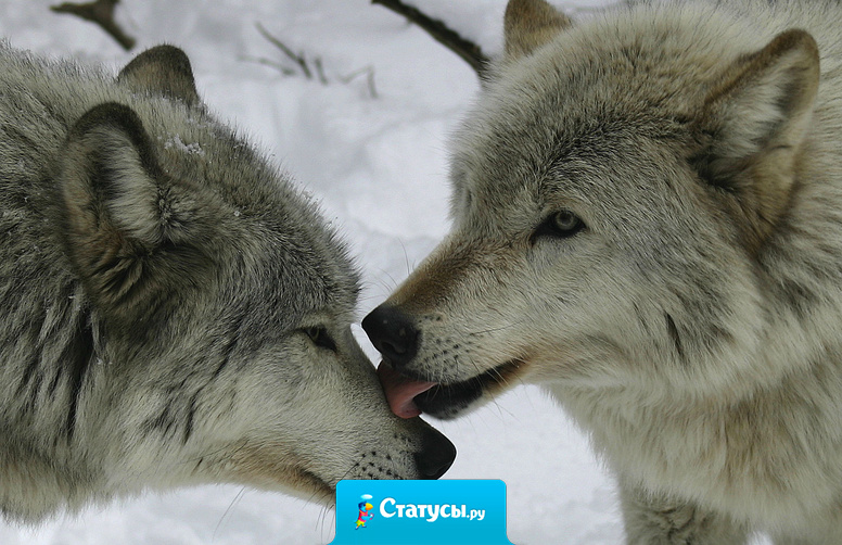 Пусть его повадки грубы, но только лишь на первый взгляд. Знайте, волки — однолюбы, псы же, любят всех подряд