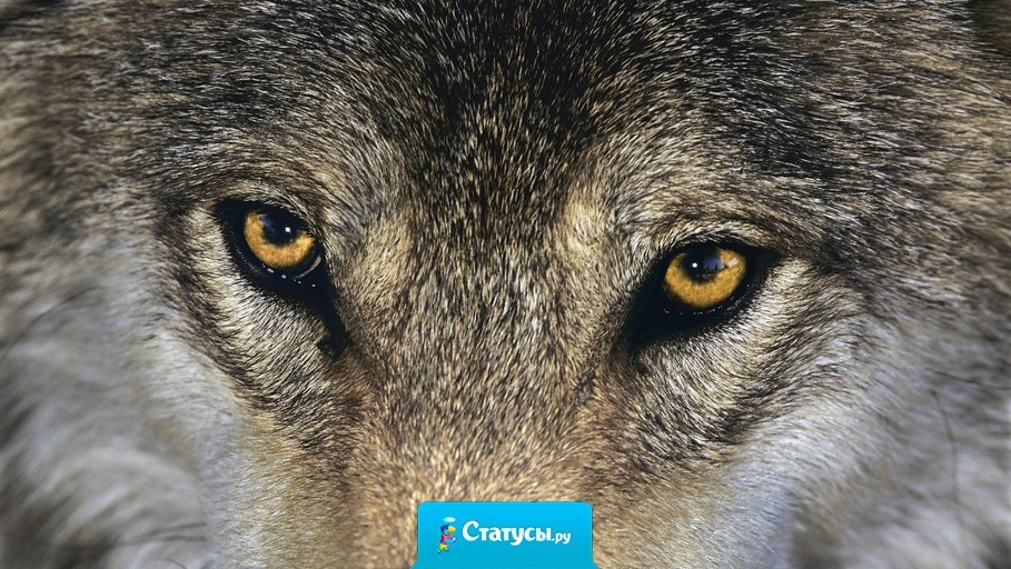 Гнев волка не удержим, любовь неповторима, верность бесконечна.