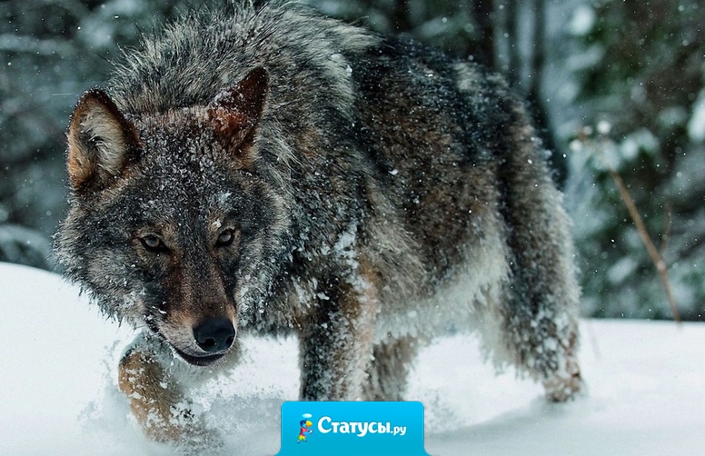 Лучше сдохнуть одиноким волком, чем быть козлом в стаде баранов.