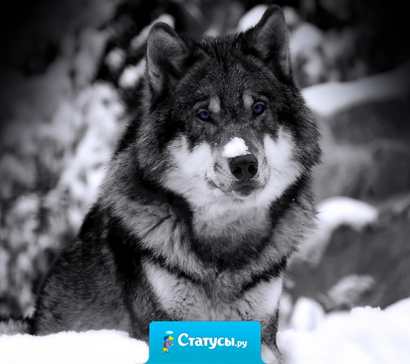 Когда Земле настанет конец,где то появиться Рай,но дорогу туда будут знать только волки.