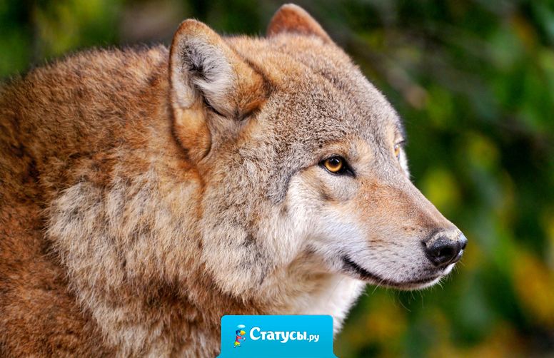 Волки - это люди выбравшие свободу. Жизнь волка не легка , а жизнь человека запутана.