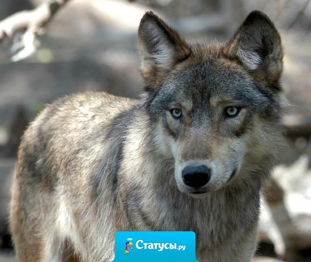 Бараны, у которых главный – волк , всегда сильнее волков , у которых главный — баран.