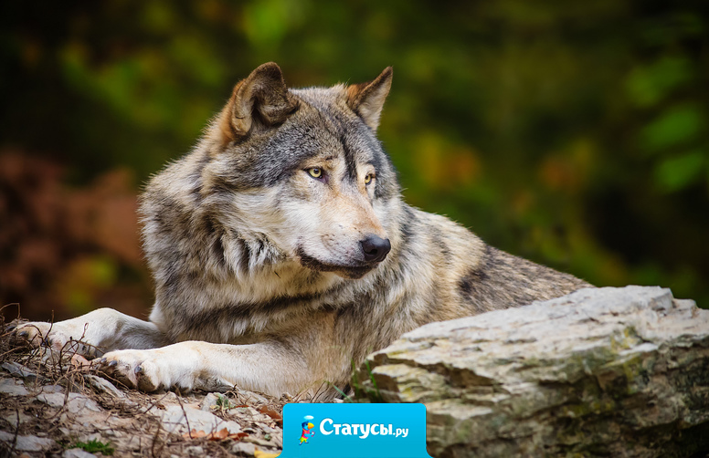 Любовь не может быть вредной, но только бы она была — любовь, а не волк эгоизма в овечьей шкуре любви