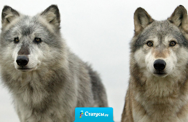 Моя религия - природа, богиня - полная Луна, я представитель злого рода, жестокость волка мне дана.