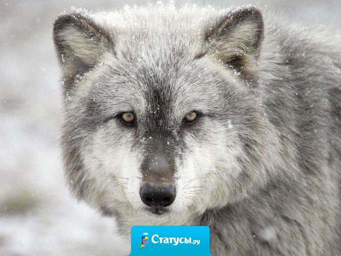 Главное не образ льва, а дух волка.