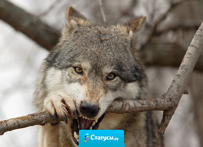 Волк слабее льва или тигра, но зато в цирке не выступает.