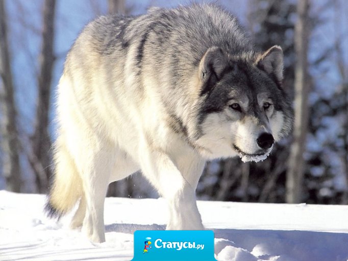 Хочется быть вольным волком среди горного леса