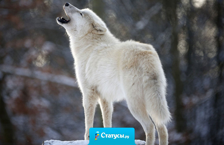 Вы никогда не поймёте Волков-одиночек. Одиноки они не из-за того, что нету волчицы достойной, а из-за того, что ищут новую стаю.