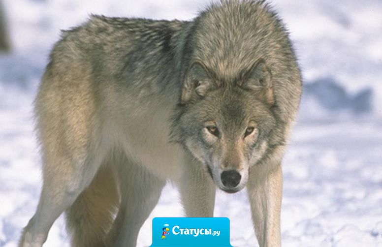 Волка ноги кормят, правда, не всегда свои.