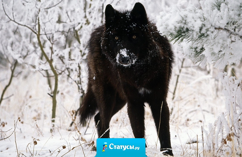 На косые взгляды отвечаю взглядом волка, ты же смотришь на меня словно обиженный ребенок