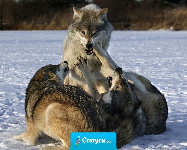 Времена проходят, пацаны определяюся, волки стареют, шакалы наглеют.