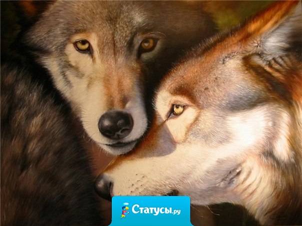 Волк - какое же это прекрасное животное! У волка грустный взгляд и это знак того что он в этой жизни что-то понимает!