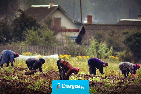 В мире есть всего лишь одна сила,  которая способна поставить Россию раком - это картошка.