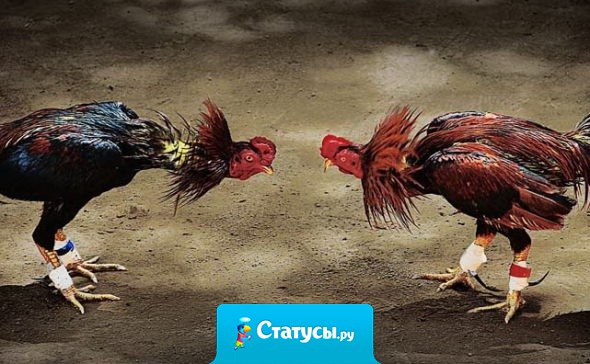 Друзья, которые не дрались - нe друзья.