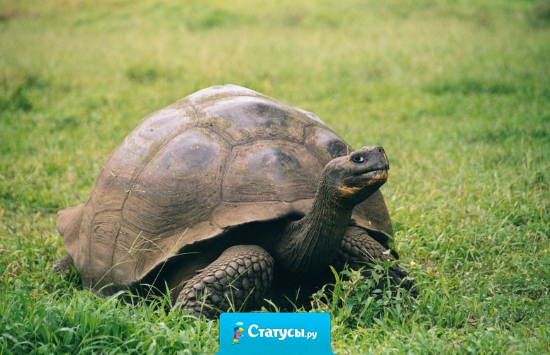 Медленное движение продлевает жизнь. Доказано черепахой.