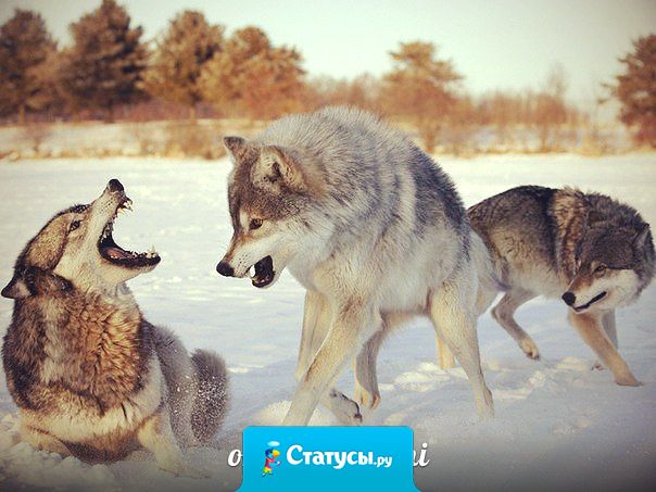 Настоящий друг с тобой, когда ты не прав. Когда ты прав, всякий будет с тобой.