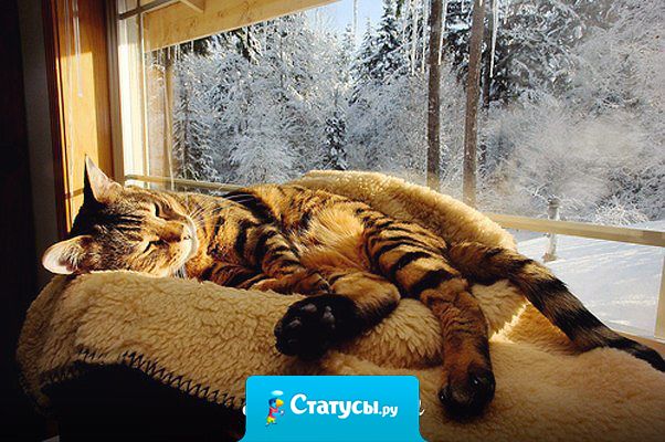 У пластиковых окон есть один огромный минус - они никогда не покажут нашим детям те великолепные узоры, которые рисует мороз на стекле, которыми так любовались мы в детстве!!!