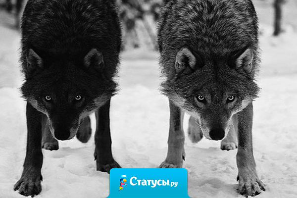 Не иди позади меня – возможно, я не поведу тебя. Не иди впереди меня- возможно, я не последую за тобой. Иди рядом, и мы будем вместе.