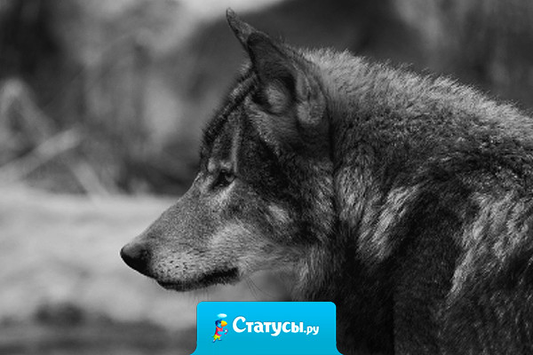 Когда я вам буду нужен, ищите меня там, где были вы, когда я в вас нуждался.