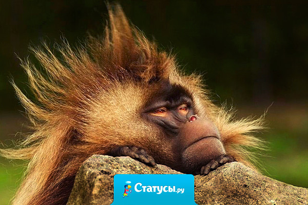 Плохое утро - это когда пили все вместе, а на работу только тебе...