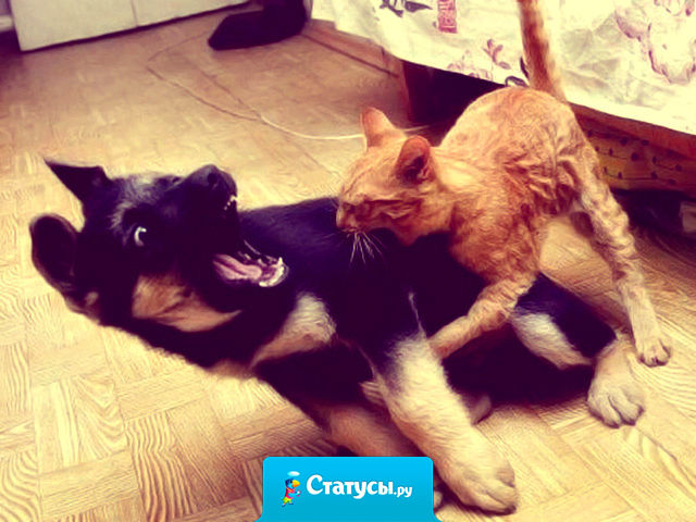 Чертова диета… Стояла в автобусе рядом с мужиком ,… от которого пахло жареной картошкой… Не выдержала и… укусила его!