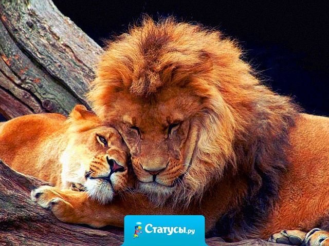 Овца, решившая влезть в чужую семью, может увести из нее только барана.