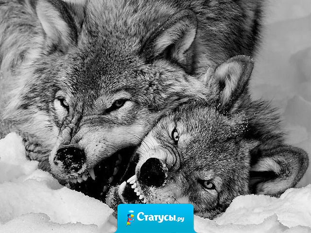 Человек, прощенный за предательство один раз, будет предавать тебя всю жизнь.