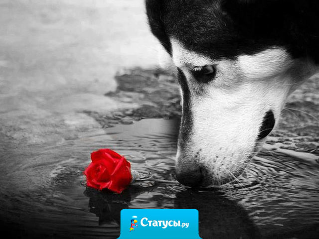 Бывают люди душой глубокие, как океан, — в которых хочется окунуться… И бывают люди, как лужи, которых надо обходить, — чтобы не запачкаться…