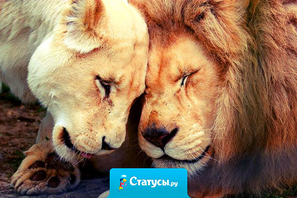 У настоящей девушки должен быть настоящий мужчина, а не тряпка! Тряпки должны быть со швабрами!!!