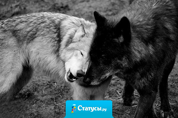 Ты не считай друзей на пересчет! Не тот твой друг, кем любопытство движет, а тот, кто с радостью с тобой разделит взлёт… и кто в беде… твой тихий плач… услышит…