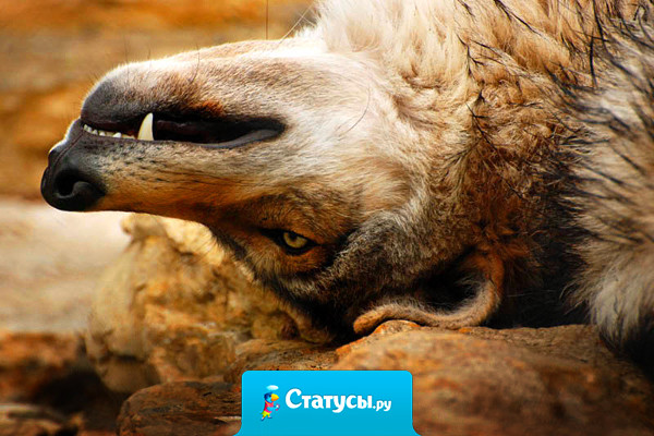 Будь добрее и люди... тобой воспользуются.