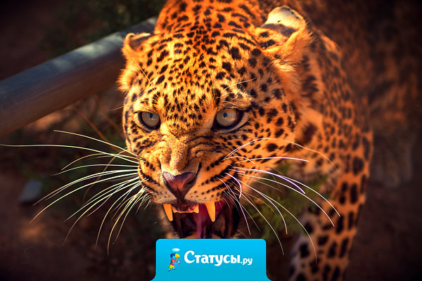 Я баба нервная, поэтому телефон у меня дешёвый и посуда одноразовая.