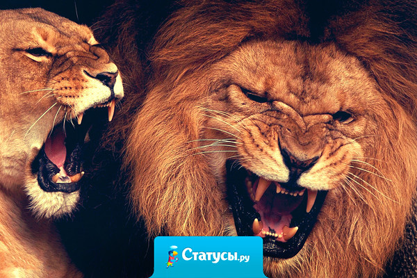 — Дорогая, я решил, что больше никогда не буду с тобой ругаться!  — Нет, вы посмотрите на него, он решил… А у меня ты спросил!