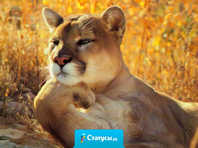 Никогда ни с кем не будь до конца откровенной, особенно с мужчинами, они способны на великую преданность и подвиги до тех пор, пока влюблены; если любовь проходит, нет предела мужской трусости, мелочности и подлости!