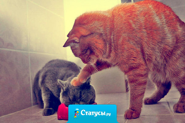 Спросил у жены, что на ужин, говорит: кавказское блюдо-жричодали…