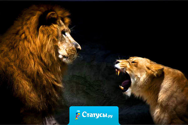 Полку прибить и соседа можно попросить. А вот наорать, что криво прибита, — тут муж нужен!