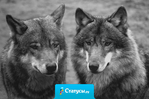 Бывает так, что зная правду, мы всё равно продолжаем верить в ложь.