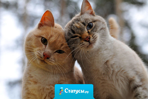 Родственная душа — это ведь навсегда. Дважды в жизни её не встретишь.