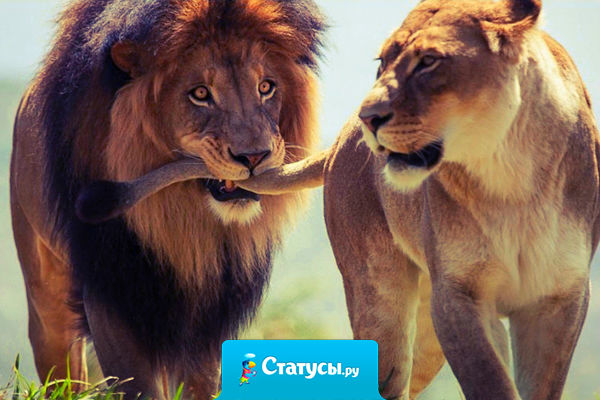 Настоящий мужчина никогда не изменяет. У него нет времени искать новых женщин, потому что он занят поиском новых способов любить одну единственную.