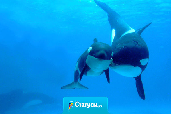 Кит плавает вокруг самки и с упреком говорит: — Сколько стран, сотни экологических организаций, выдающиеся политические лидеры, миллионы людей — все они борются за то, чтобы наш вид выжил, а ты мне говоришь — голова болит…