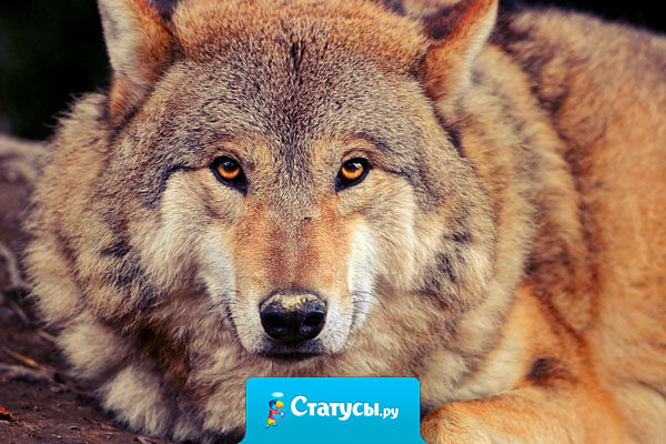 Много без вести пропавших при переходе от слов к делу...