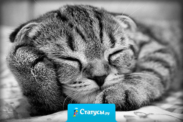 Действуй, как велит тебе сердце — спи целый день.