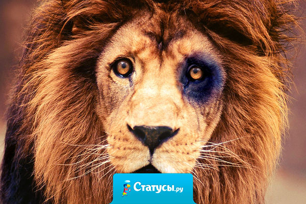 - Я когда напьюсь, никого не боюсь! - Даже жены? - Ну, до такой степени я ещё ни разу не напивался...