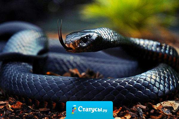 Жена под страхом развода запретила мужу называть тещу змеей. Муж перестал. Теперь по приезду тещи выдает: «Мама приползла».