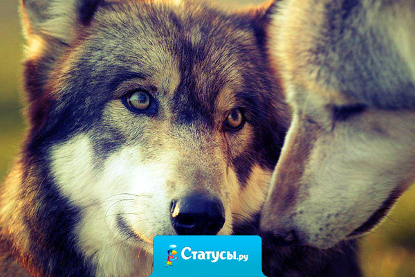 Влюбленный волк уже не хищник, влюбленный волк уже пушистик.